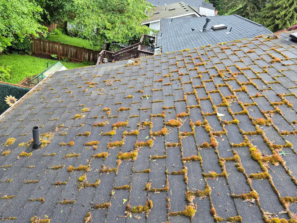Mossy asphalt shingle roof with vent pipe and skylight above green backyard before cleaning