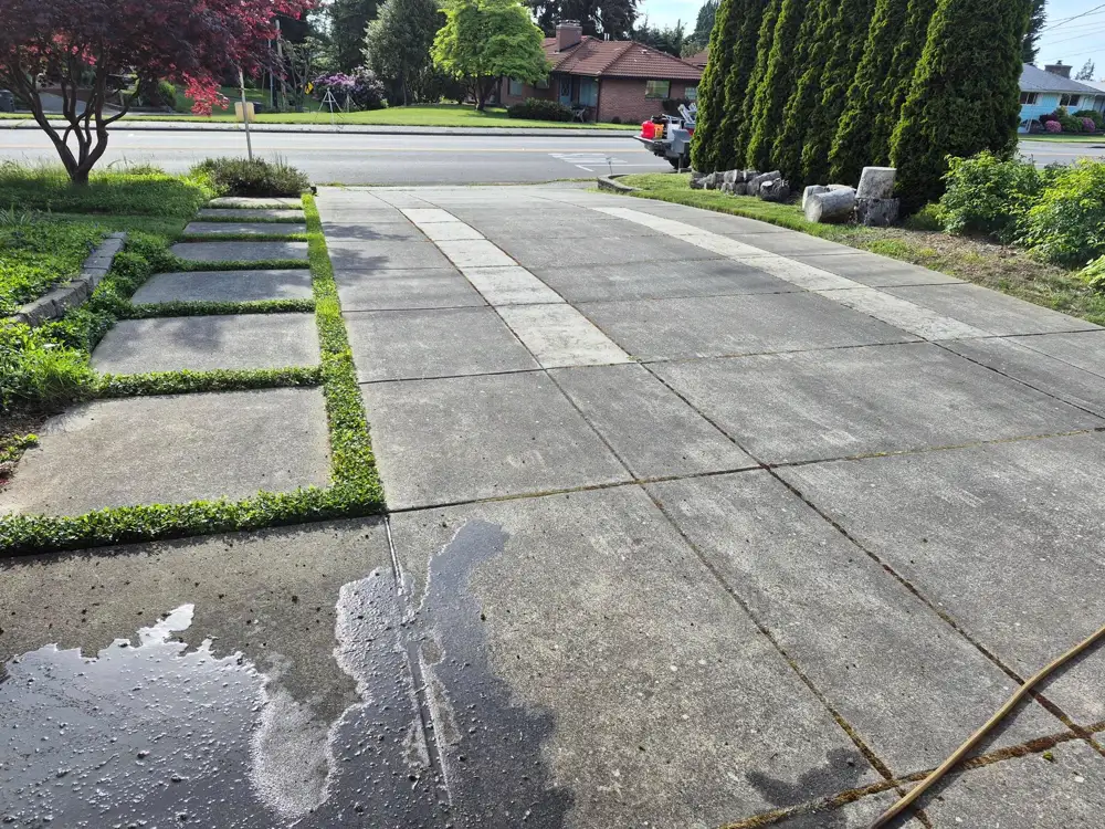 Wet concrete driveway and sidewalk with puddles bordered by garden before pressure washing